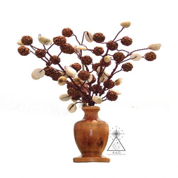 best Rudraksha Pili Kodi Tree